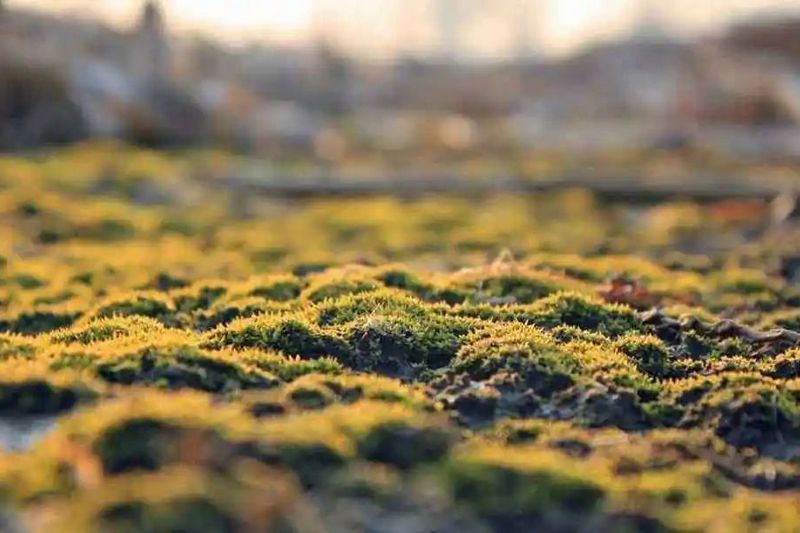 1583130333866507.jpg 2.jpg