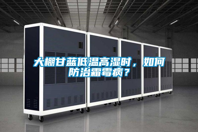 大棚甘藍低溫高濕時，如何防治霜霉病？